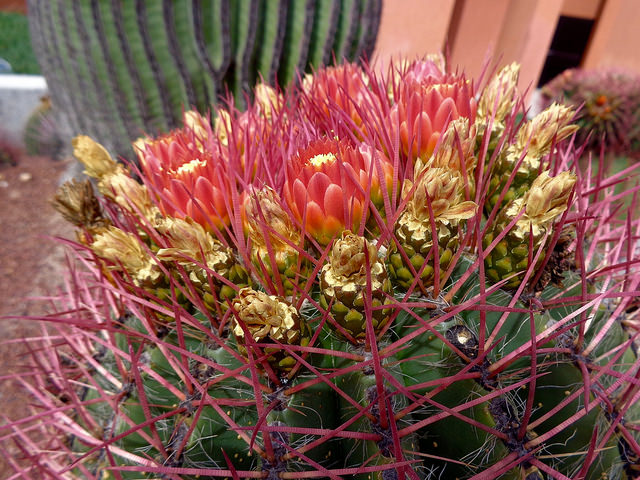 26189027970_daccd76d47_z